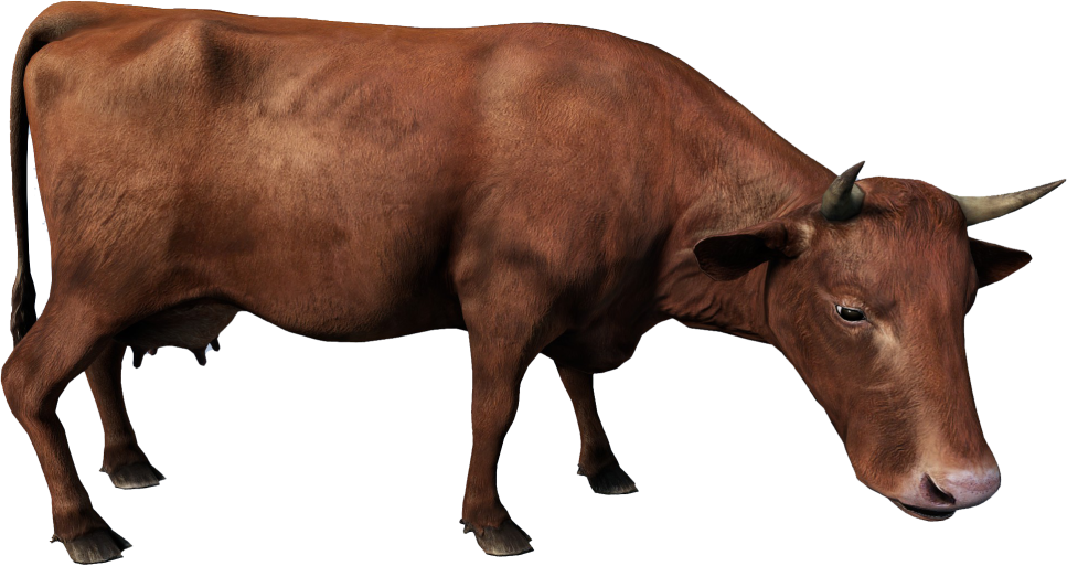 Animal_BosTaurusF_Brown