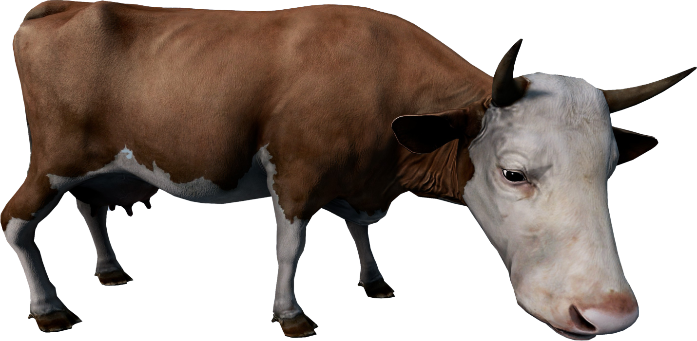 Animal_BosTaurusF_Spotted