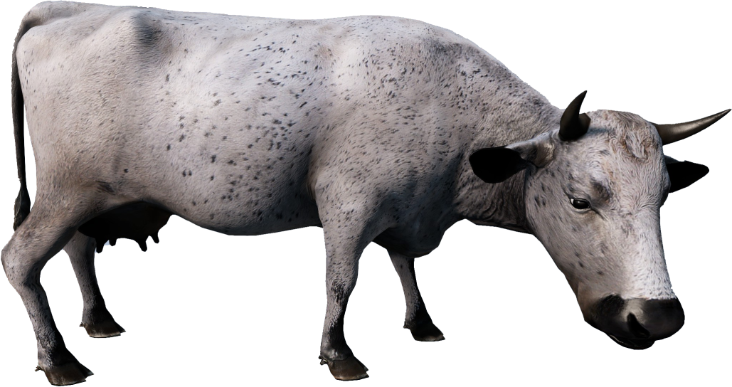 Animal_BosTaurusF_White