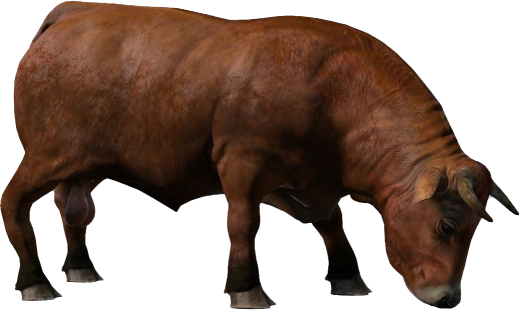 Animal_BosTaurus_Brown