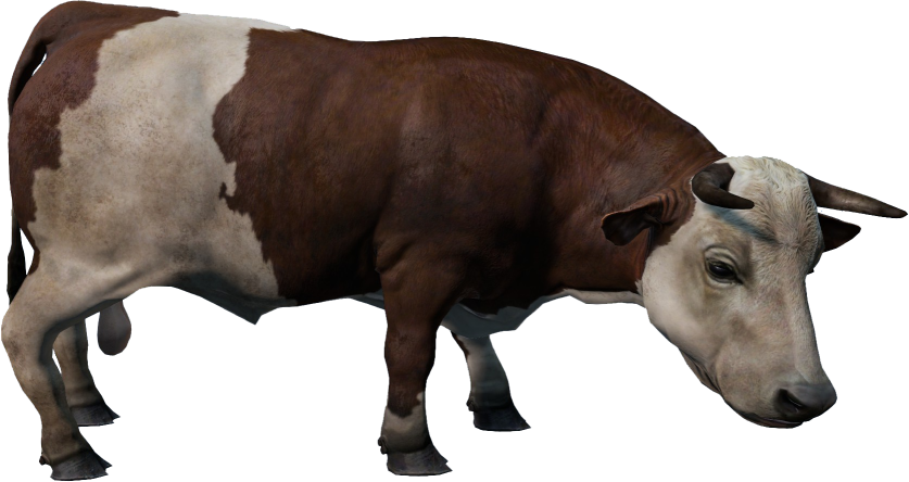 Animal_BosTaurus_Spotted