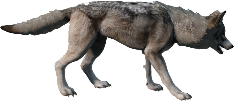 Animal_Canislupus_Grey