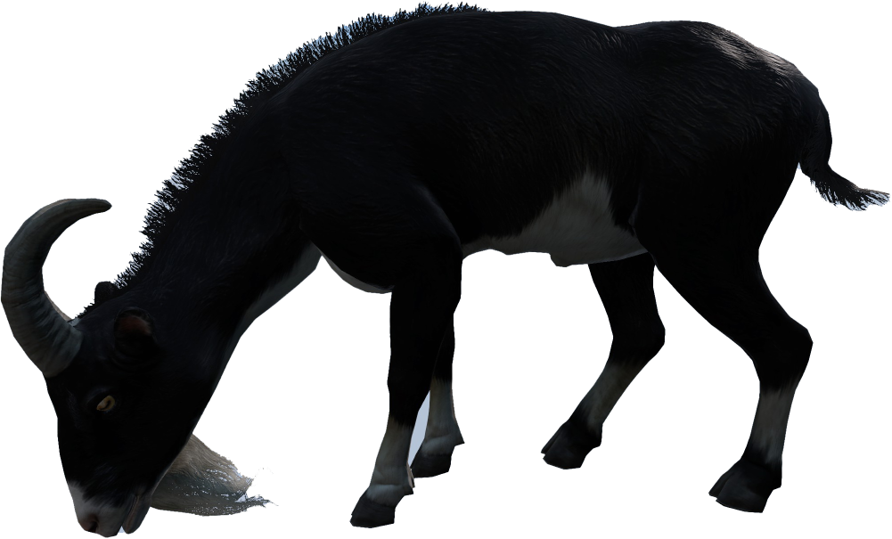 Animal_CapraHircus_Black