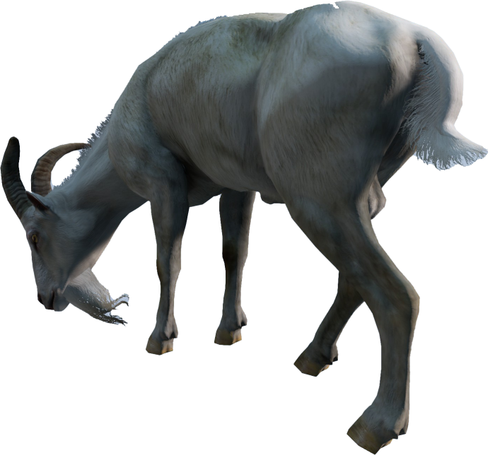 Animal_CapraHircus_White