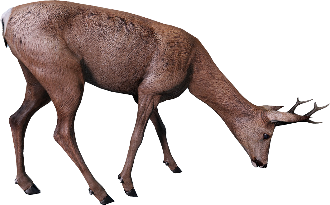 Animal_CapreolusCapreolus