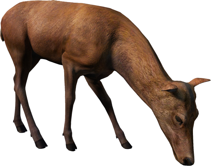 Animal_CervusElaphusF