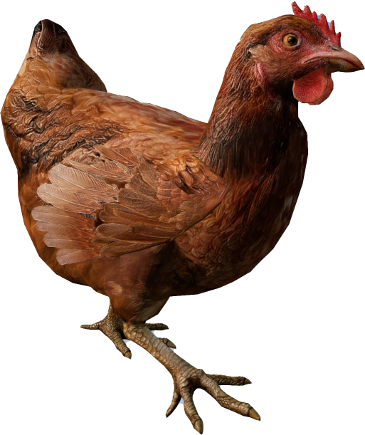 Animal_GallusGallusDomesticusF_Brown