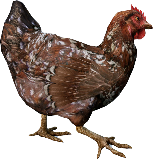 Animal_GallusGallusDomesticusF_Spotted