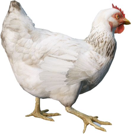 Animal_GallusGallusDomesticusF_White