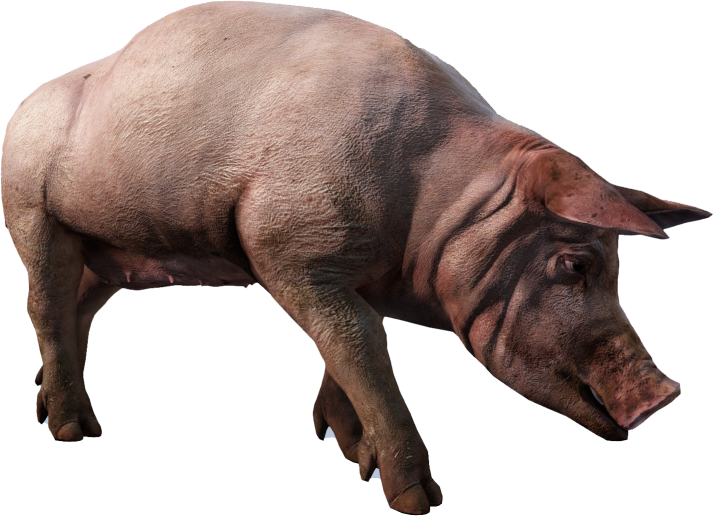 Animal_SusDomesticus