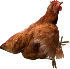 deadchicken