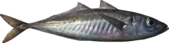 mackerel