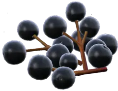 sambucusberry