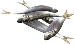 sardines