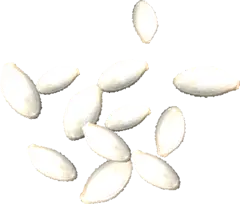 zucchiniseeds