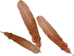 chickenfeather